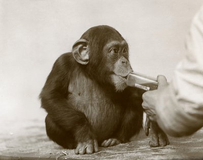 Joven chimpancé 
